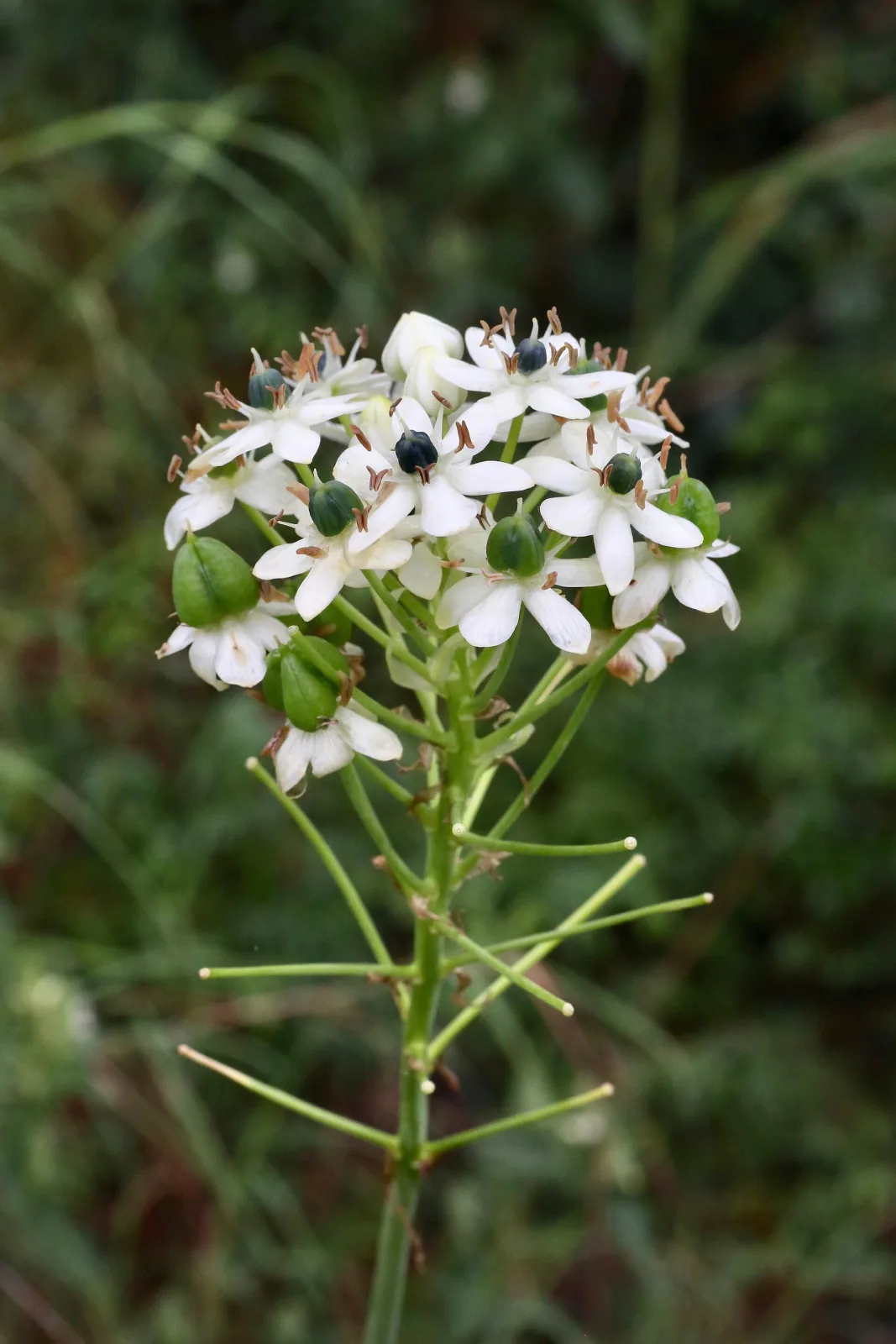 Ornithogalum saundersiae