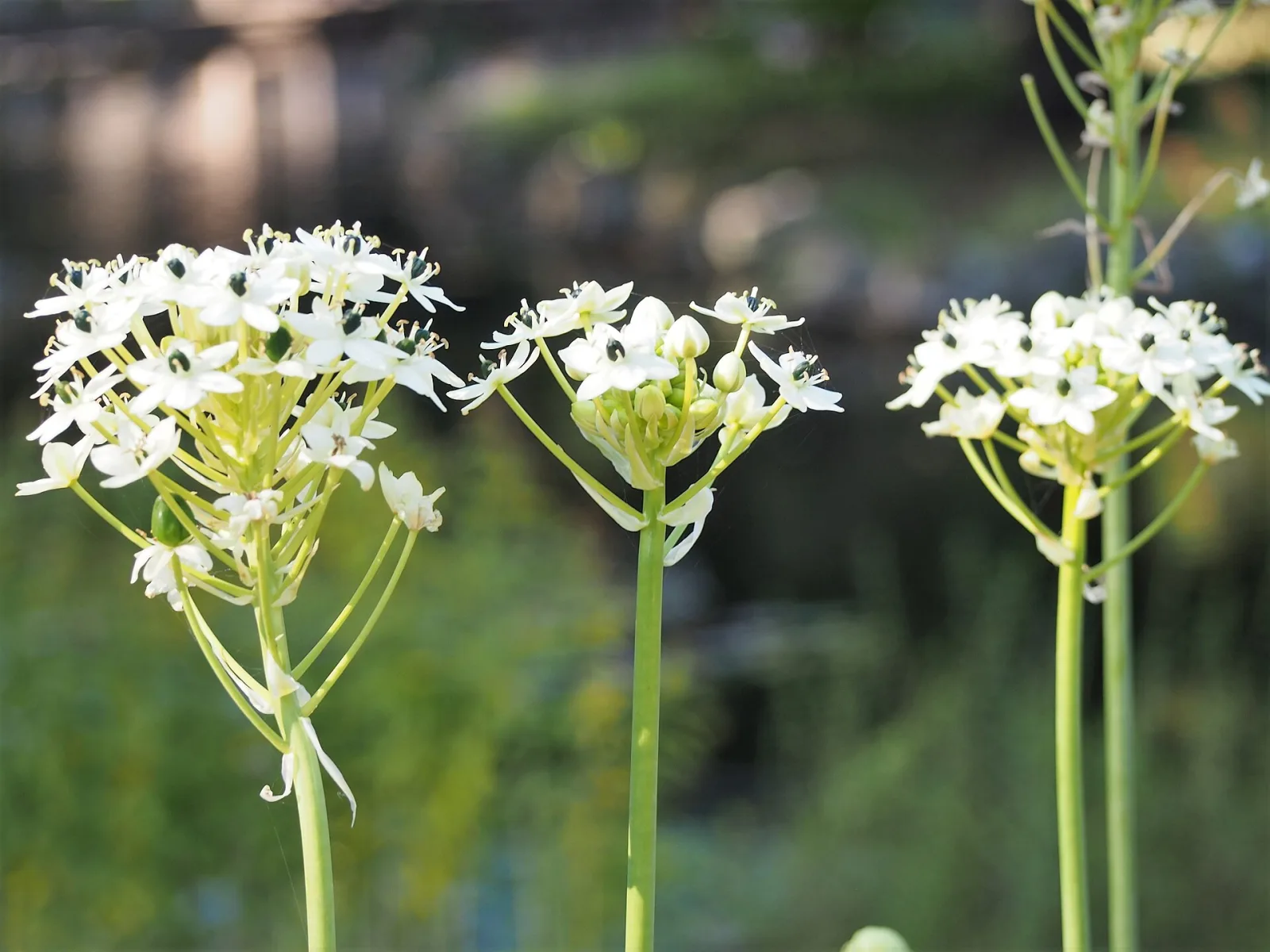 Ornithogalum saundersiae