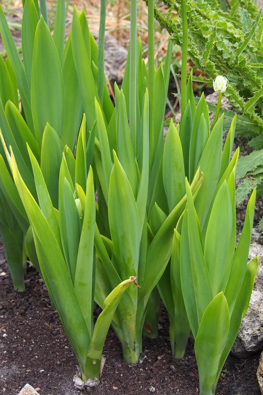 Ornithogalum saundersiae