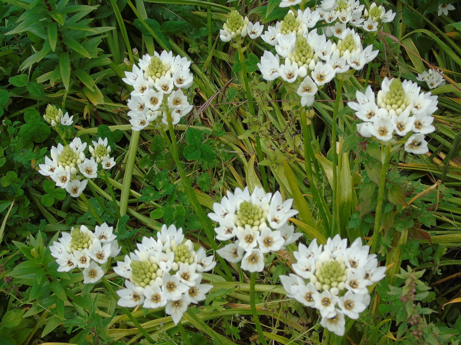 Ornithogalum thyrsoides