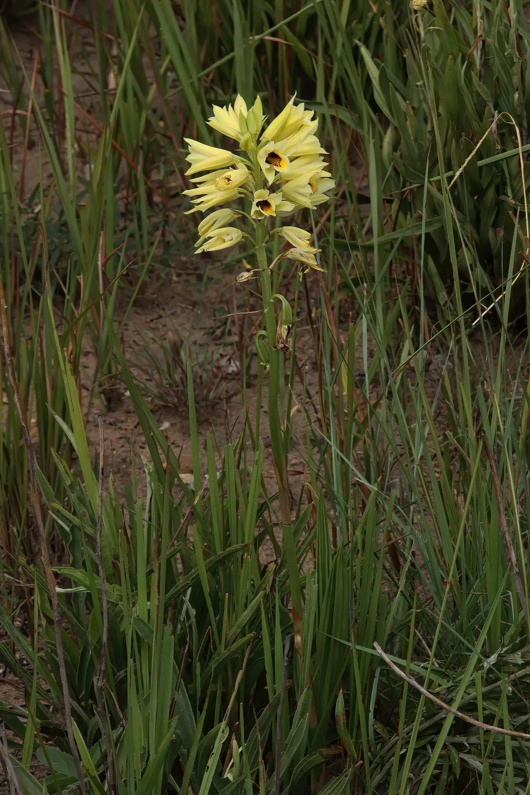 Eulophia welwitschii