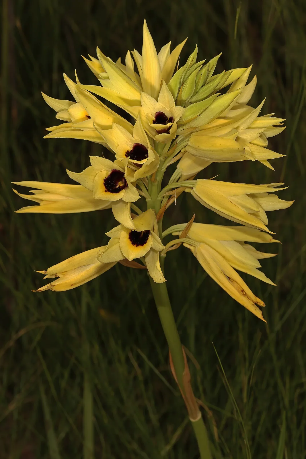 Eulophia welwitschii