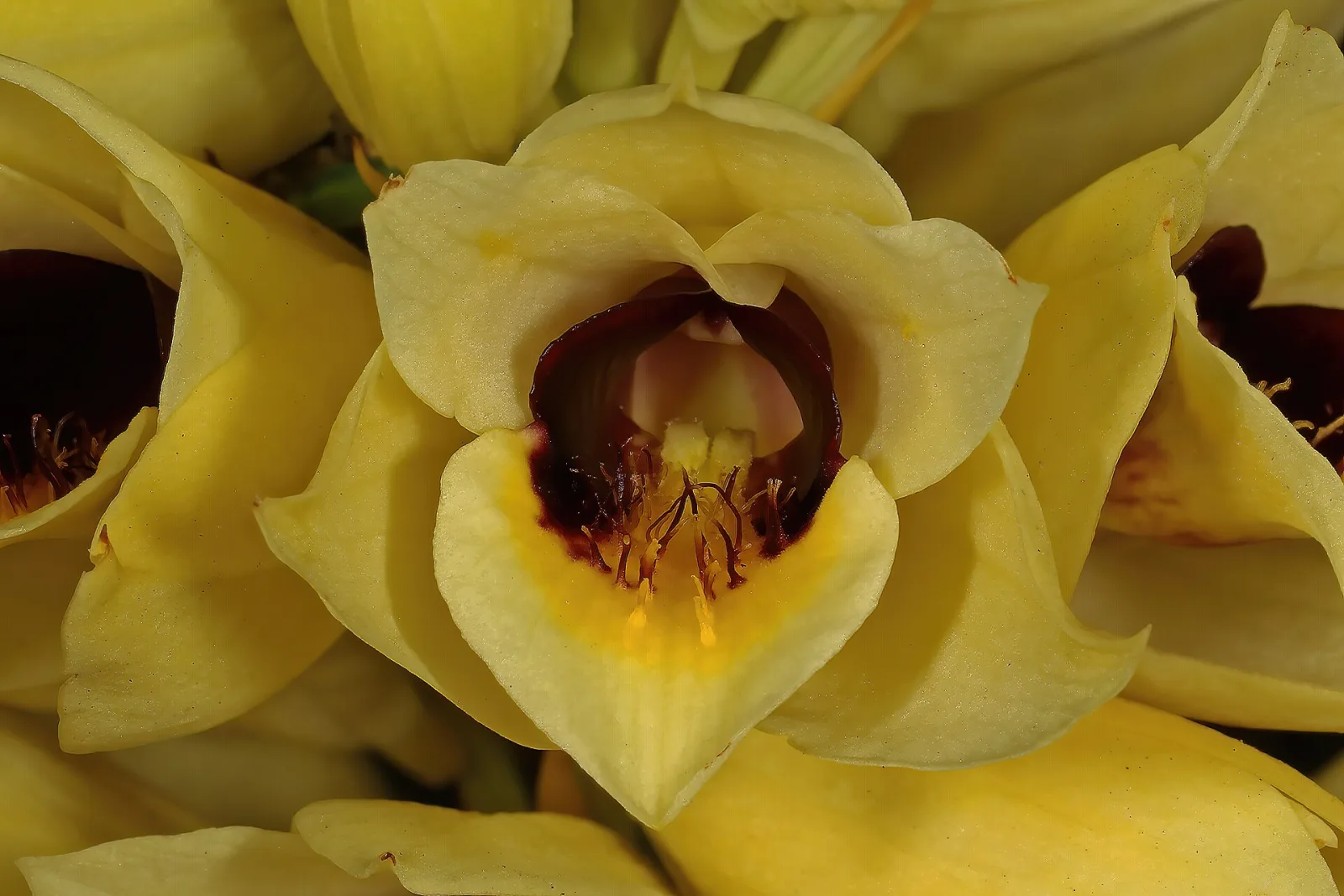 Eulophia welwitschii