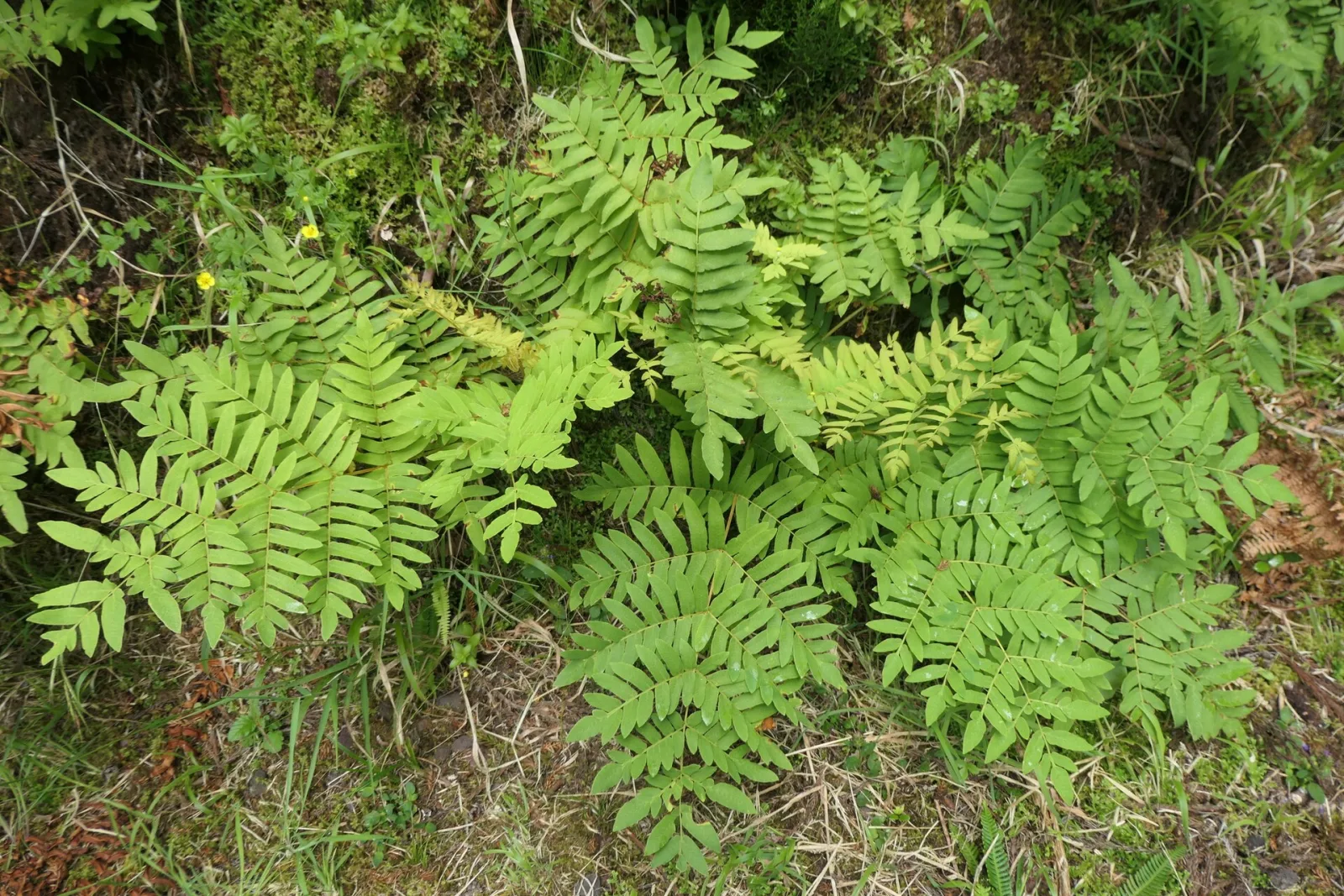 Osmunda regalis