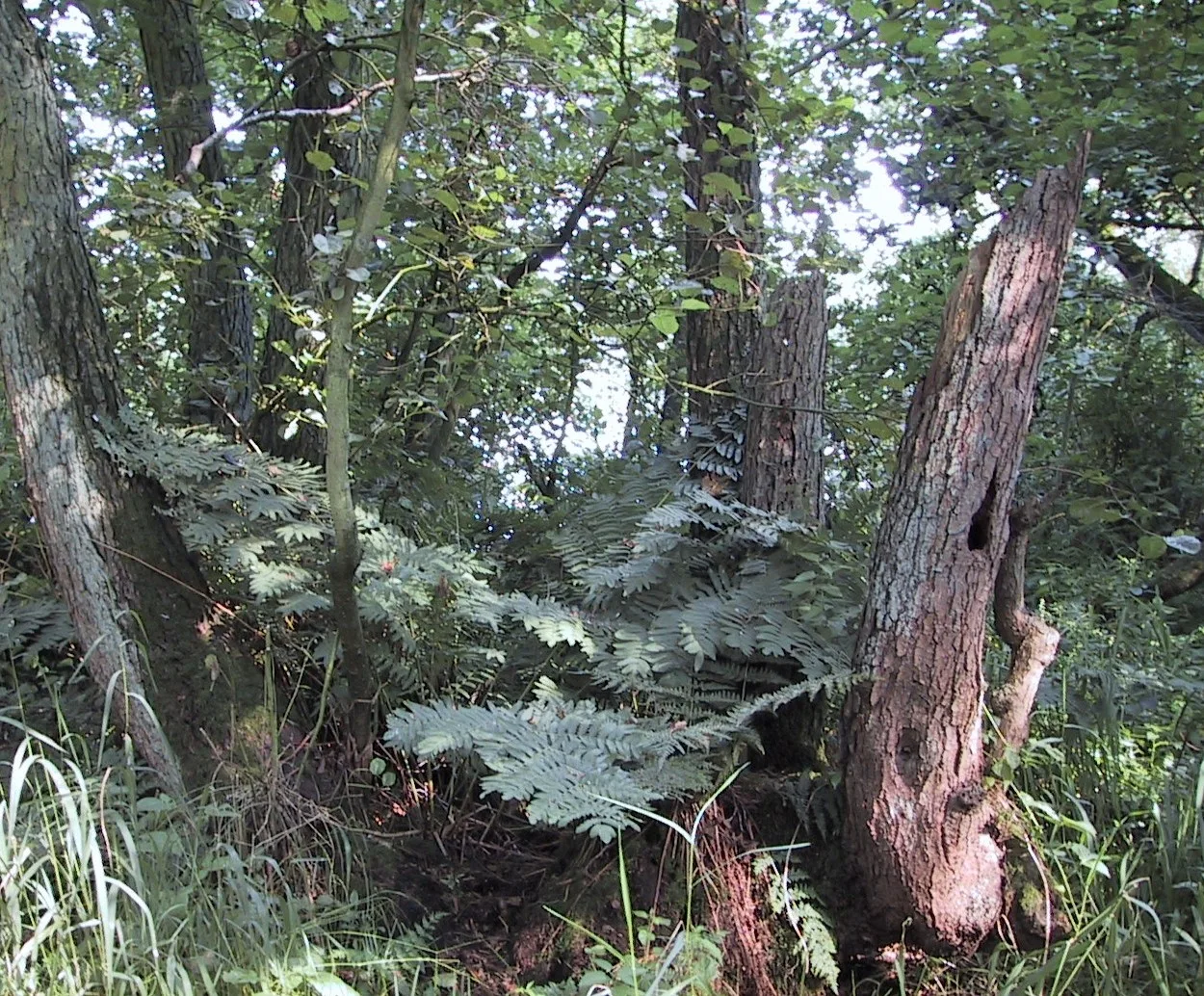 Osmunda regalis