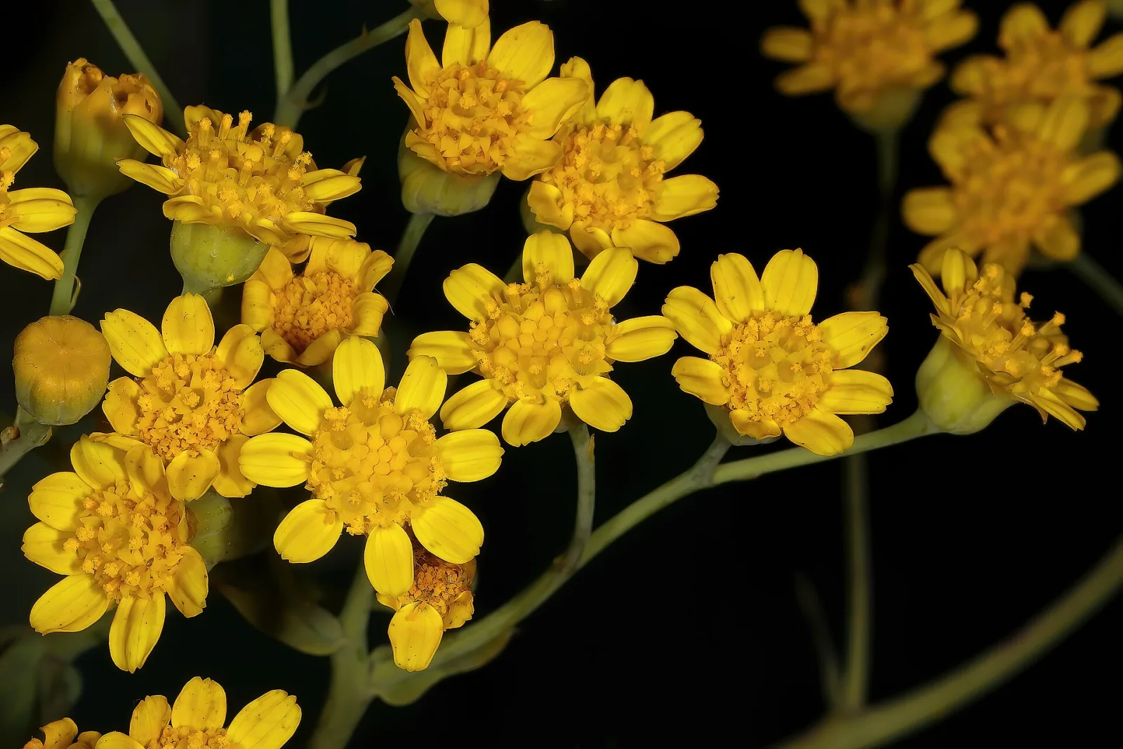 Othonna parviflora