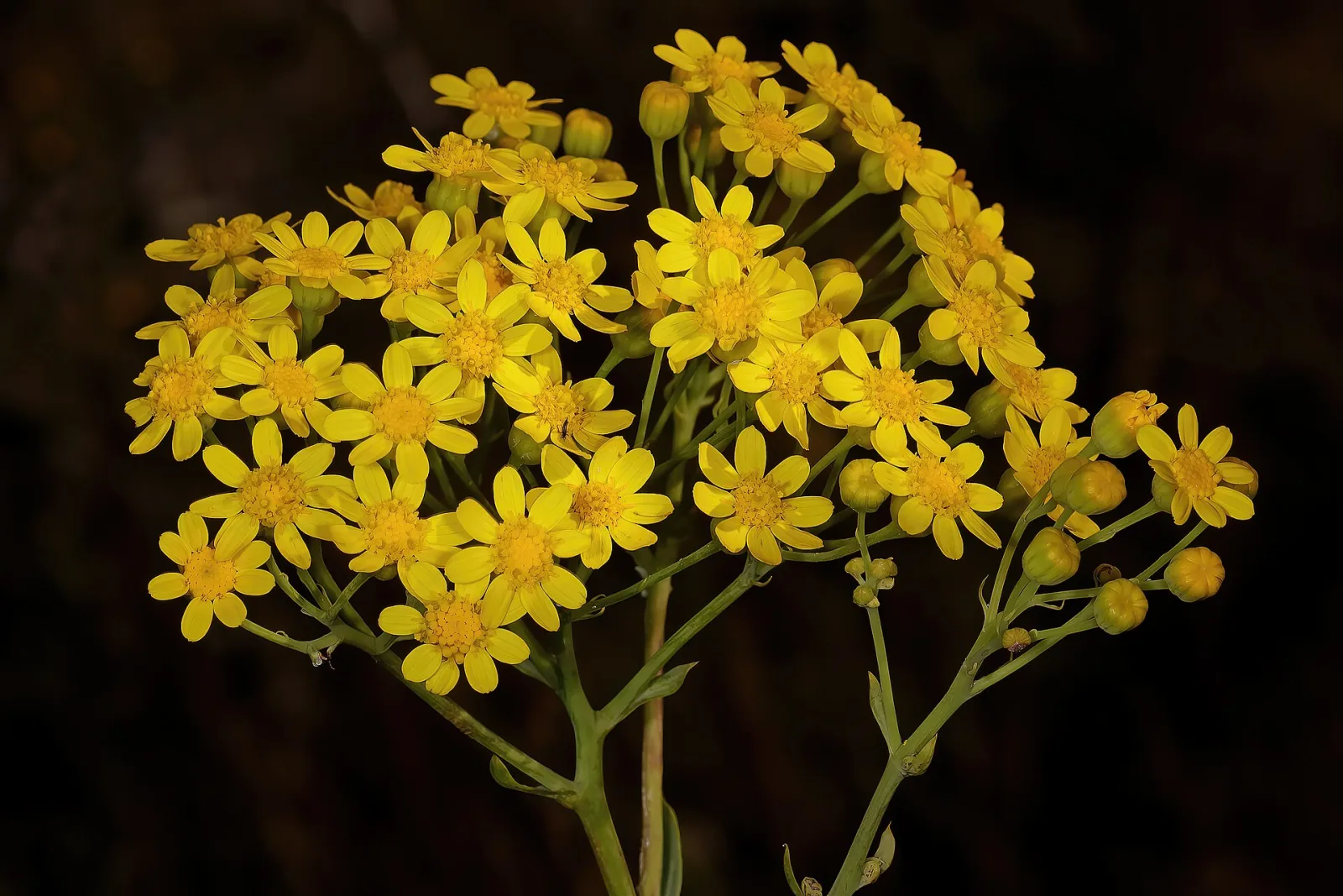 Othonna parviflora