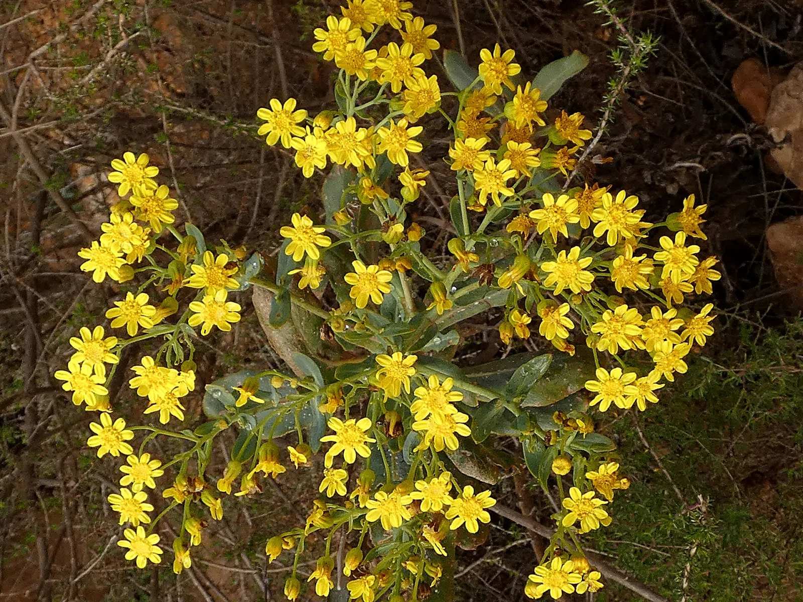 Othonna parviflora