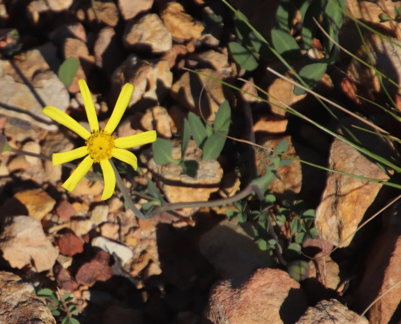 Othonna pinnata