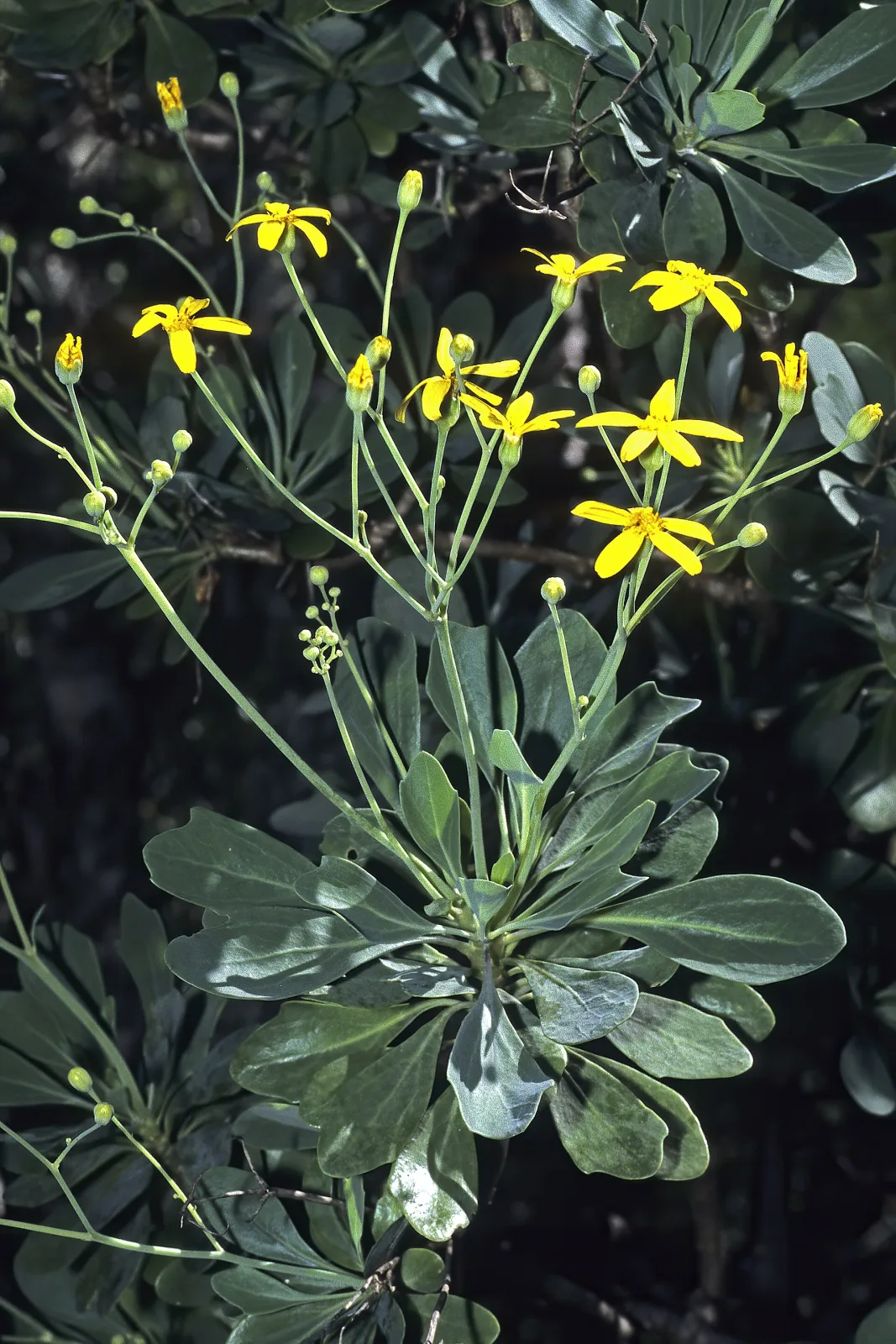 Othonna triplinervia
