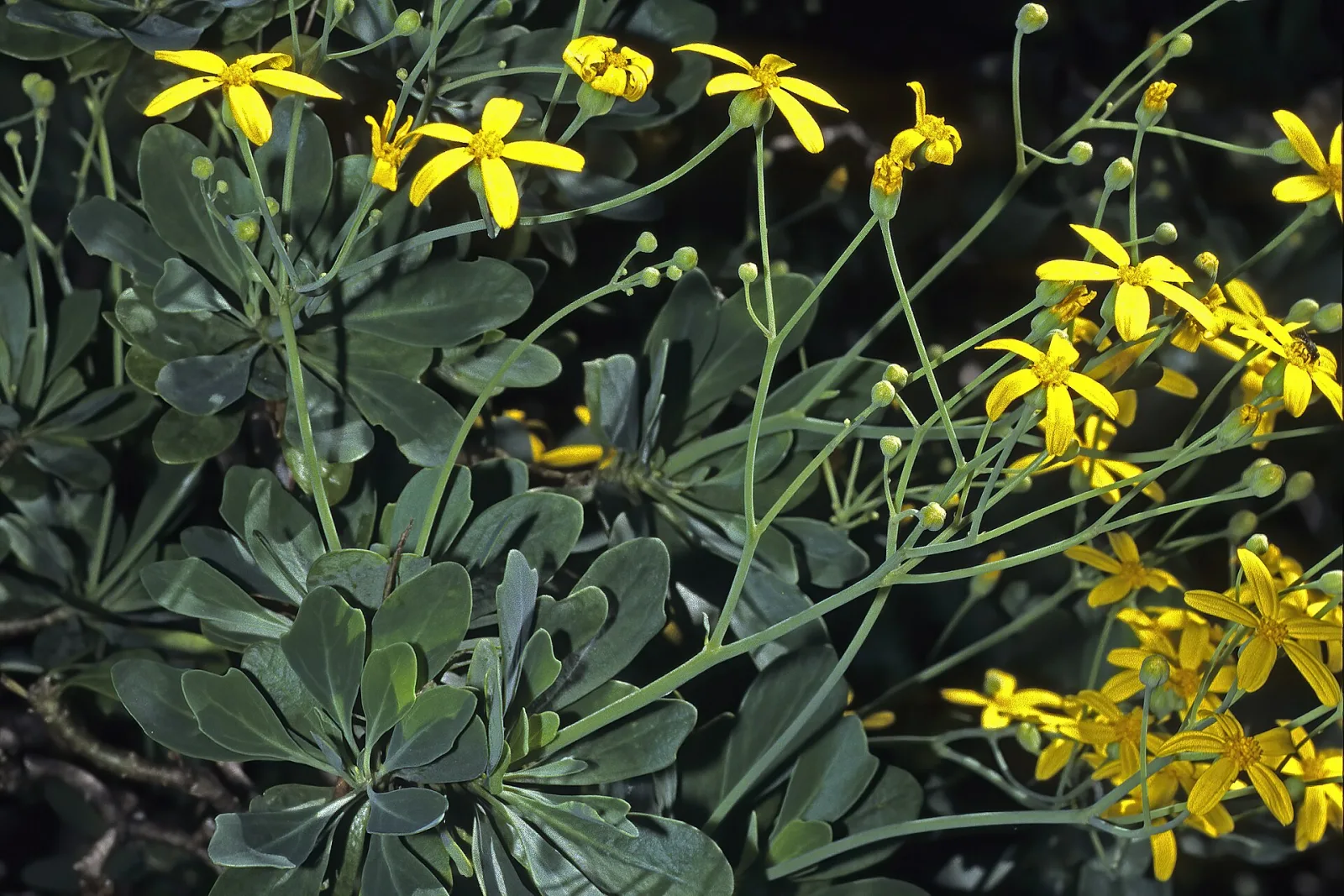 Othonna triplinervia