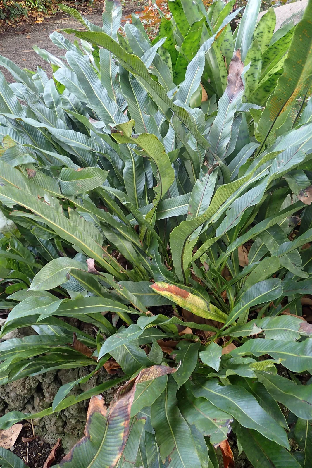 Niphidium crassifolium