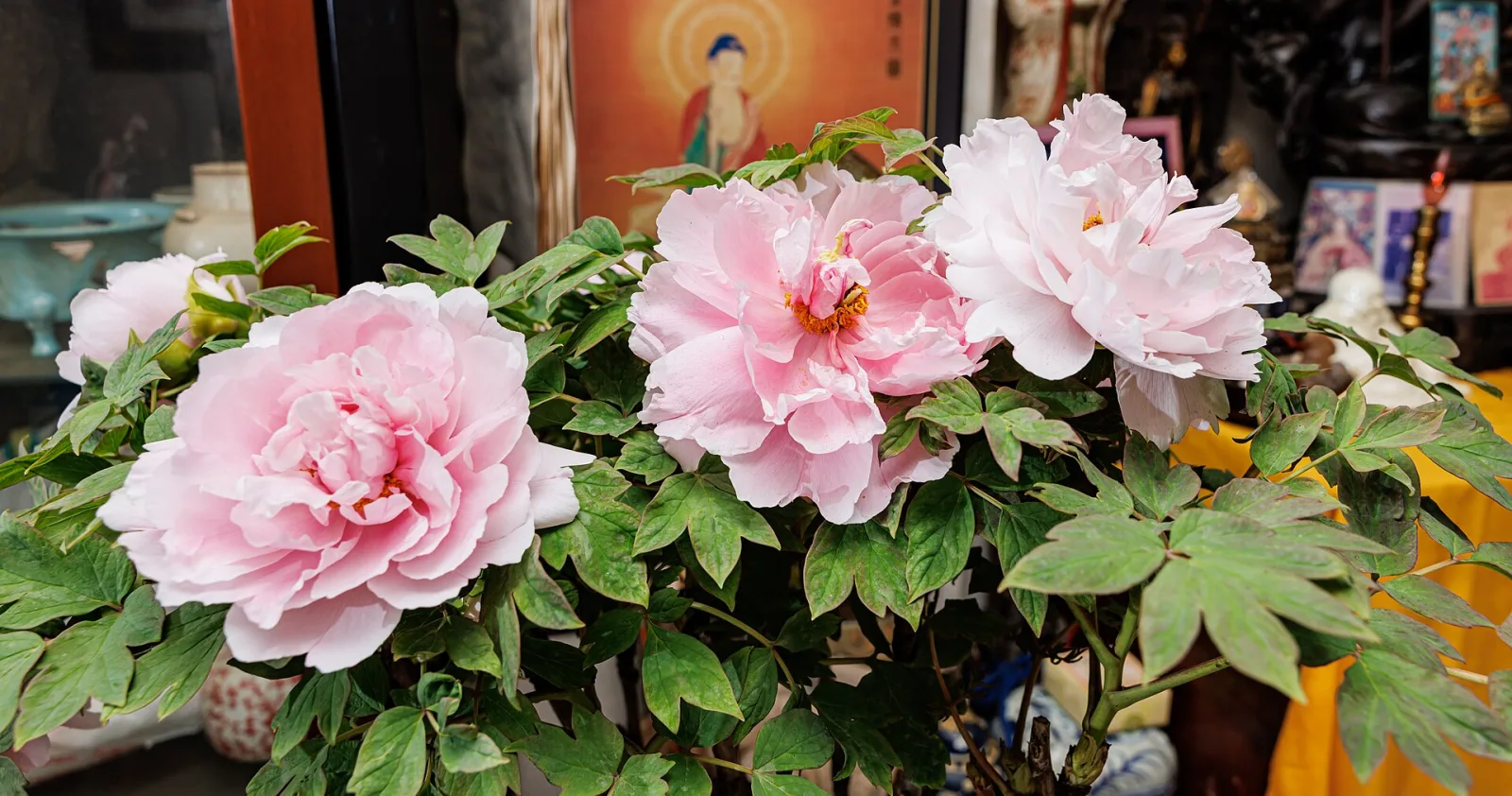 Paeonia suffruticosa