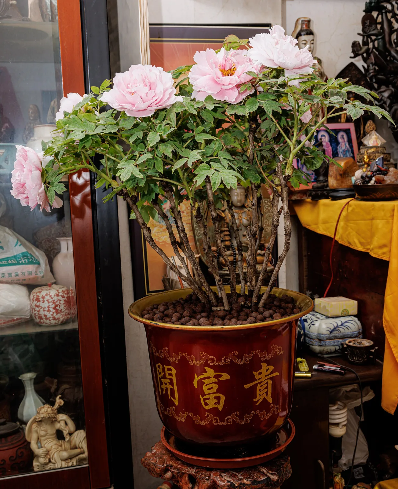 Paeonia suffruticosa