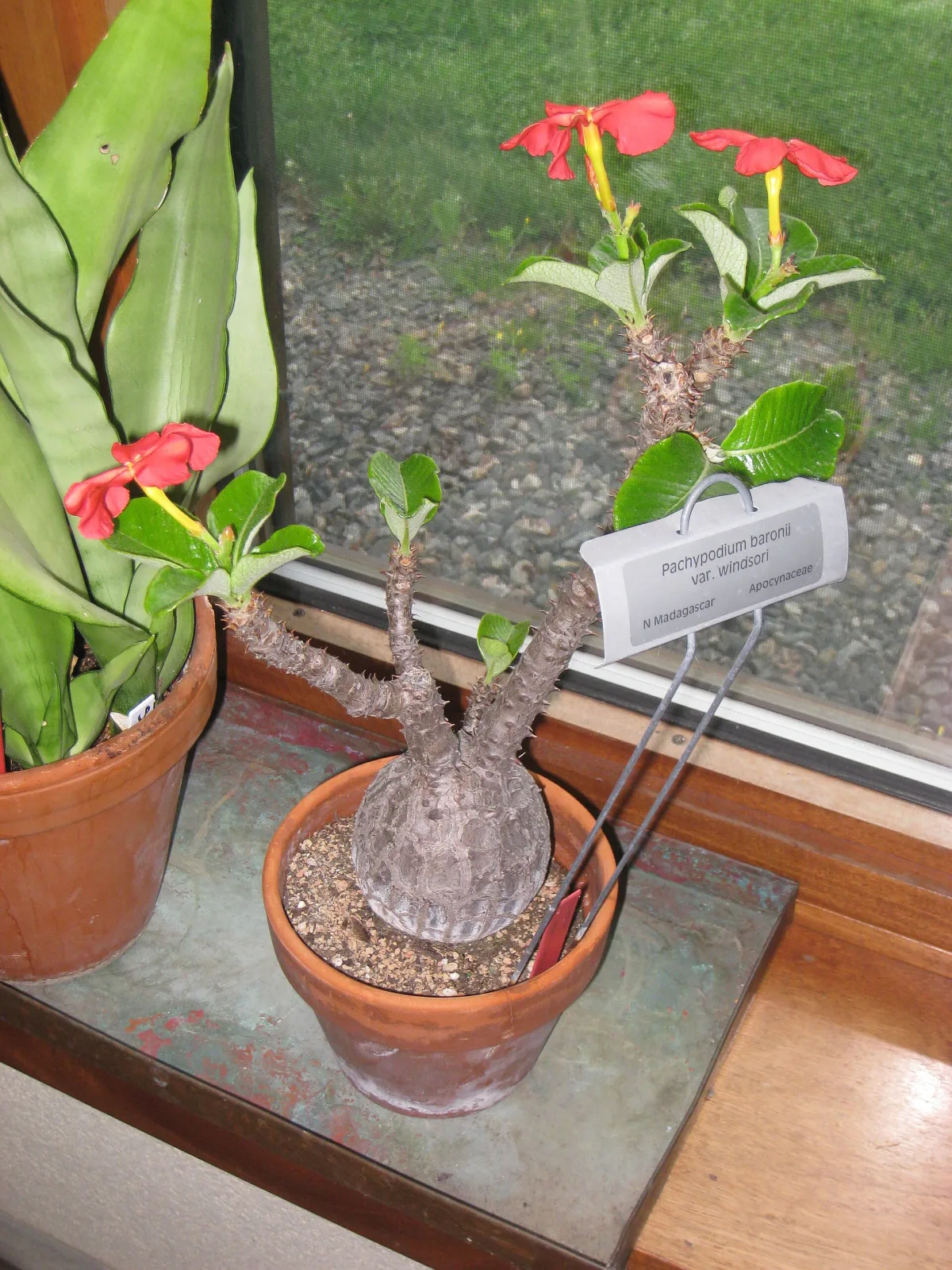 Pachypodium windsorii