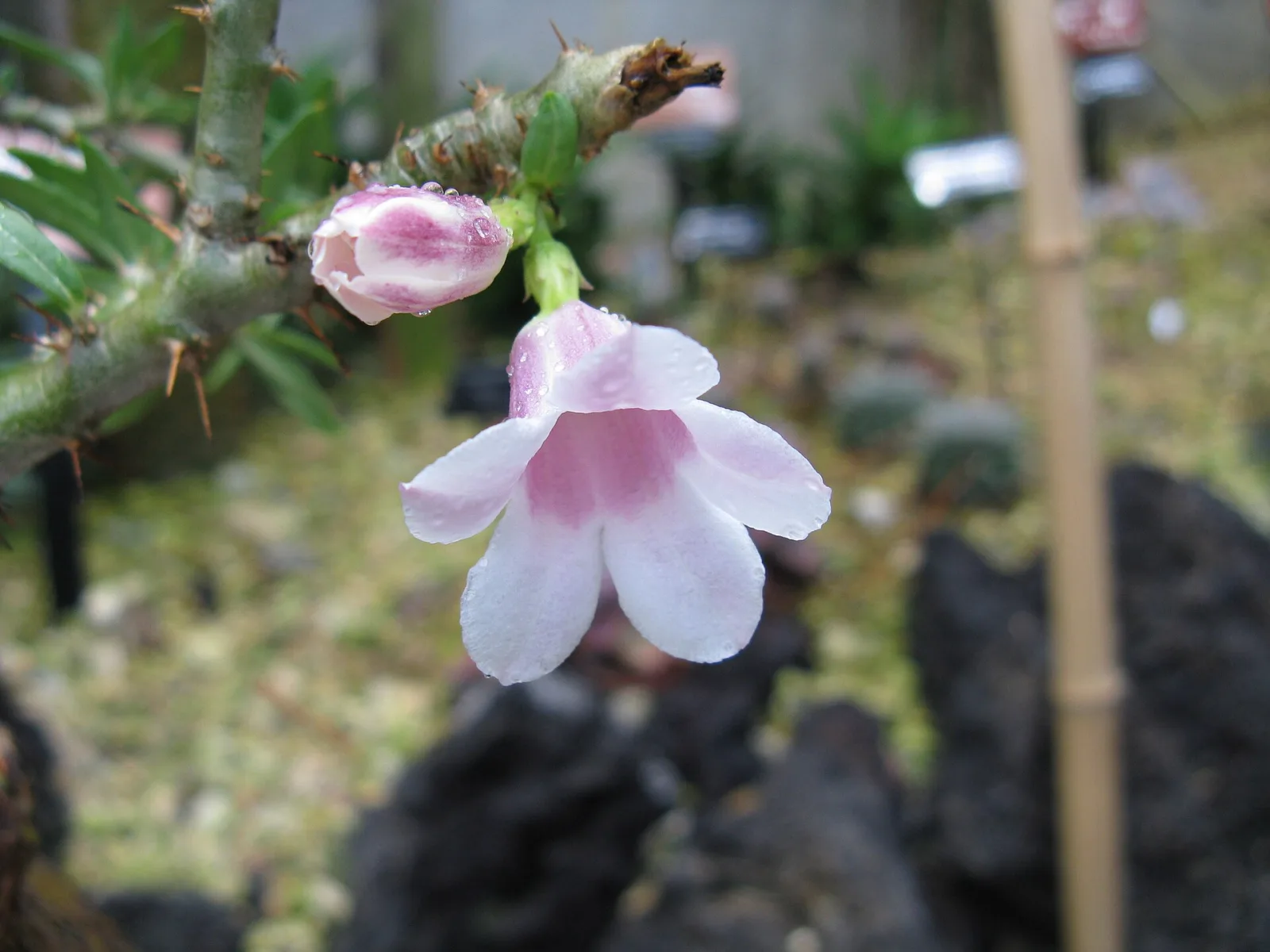 Pachypodium bispinosum