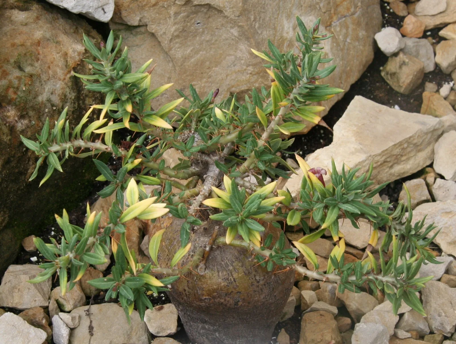 Pachypodium bispinosum