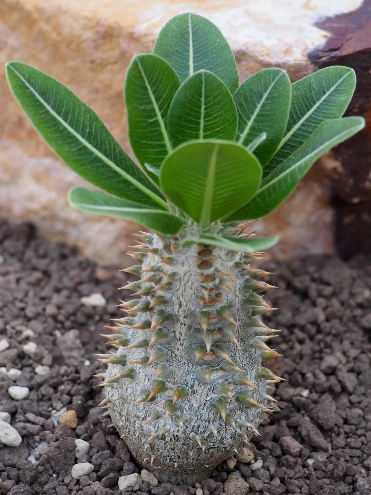Pachypodium eburneum