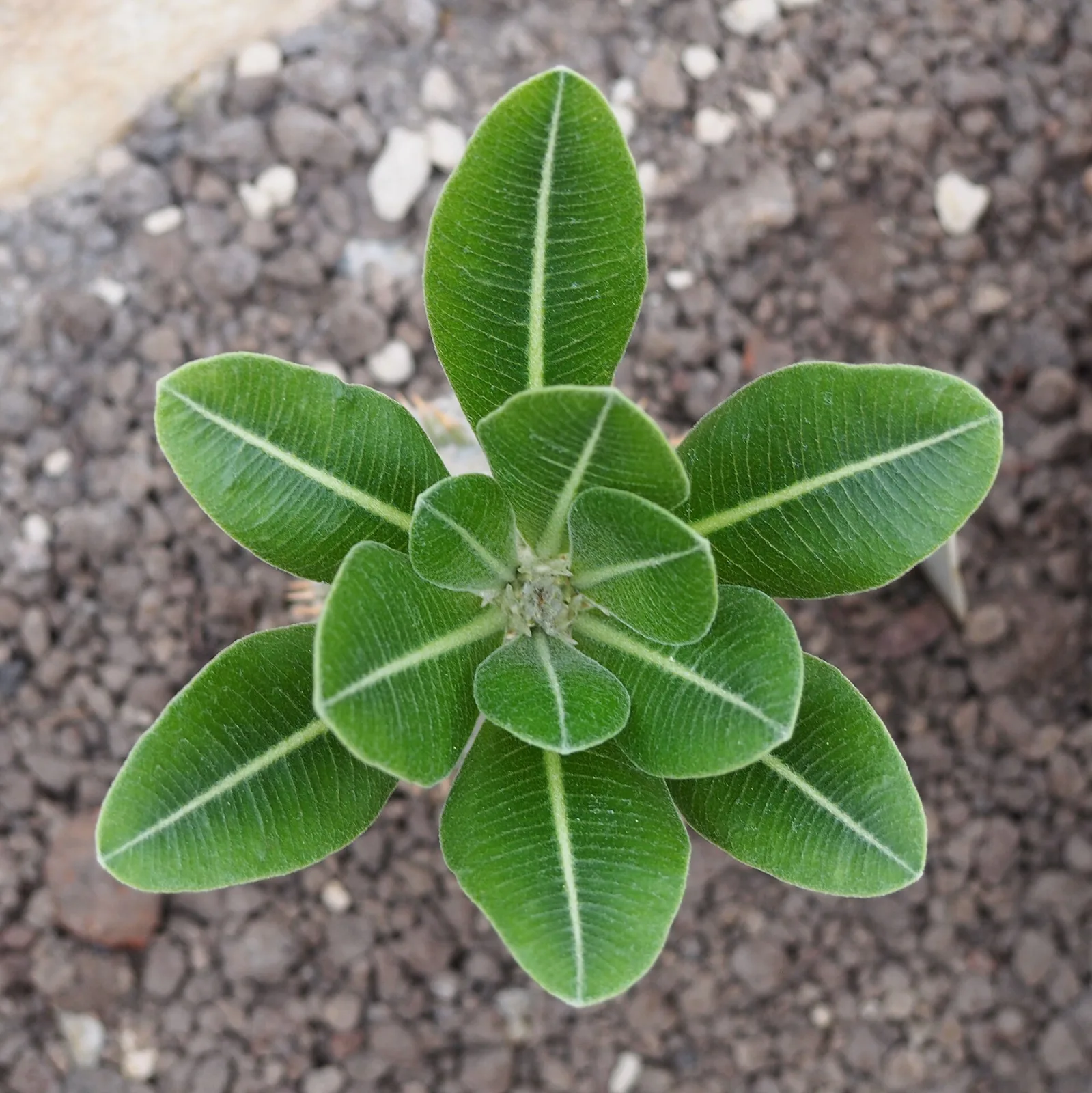 Pachypodium eburneum