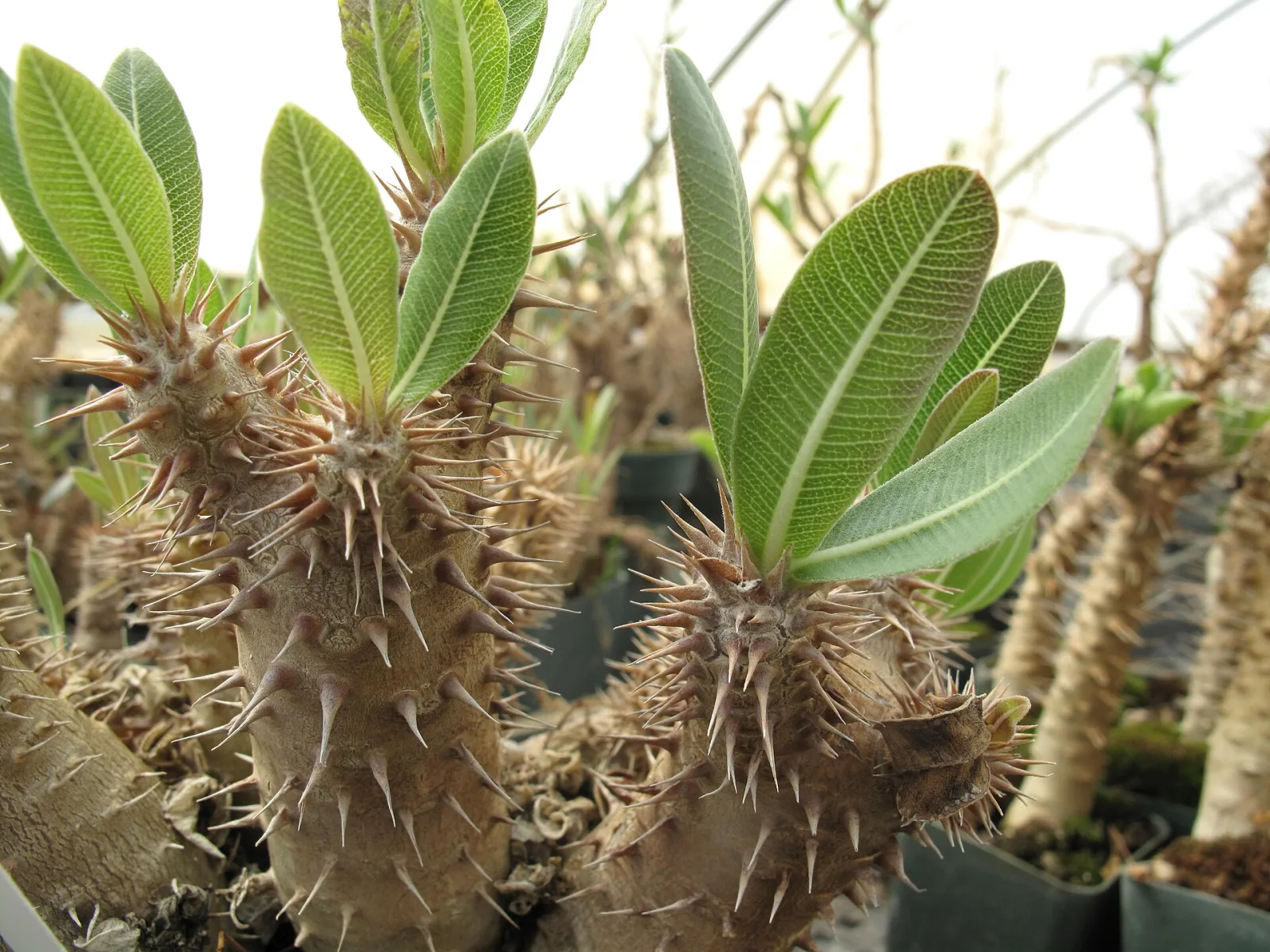 Pachypodium horombense