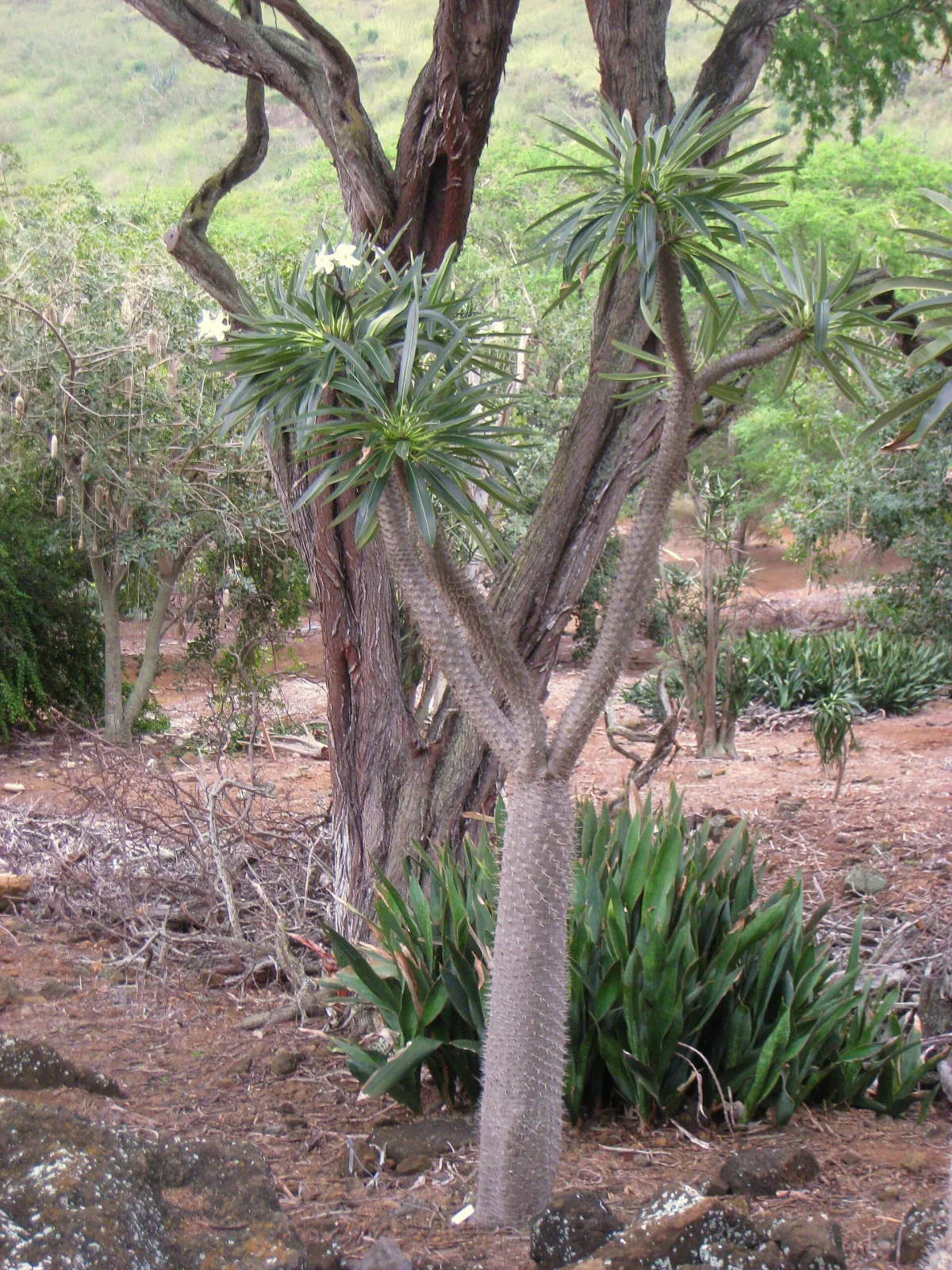 Pachypodium lamerei var. ramosum