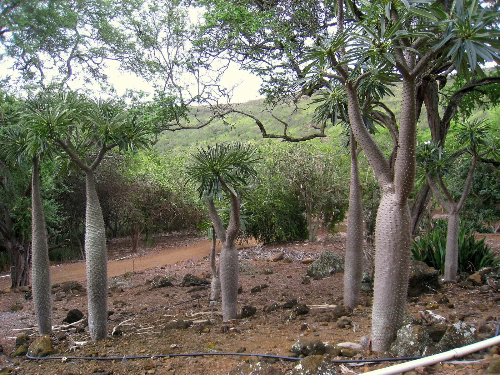 Pachypodium lamerei var. ramosum