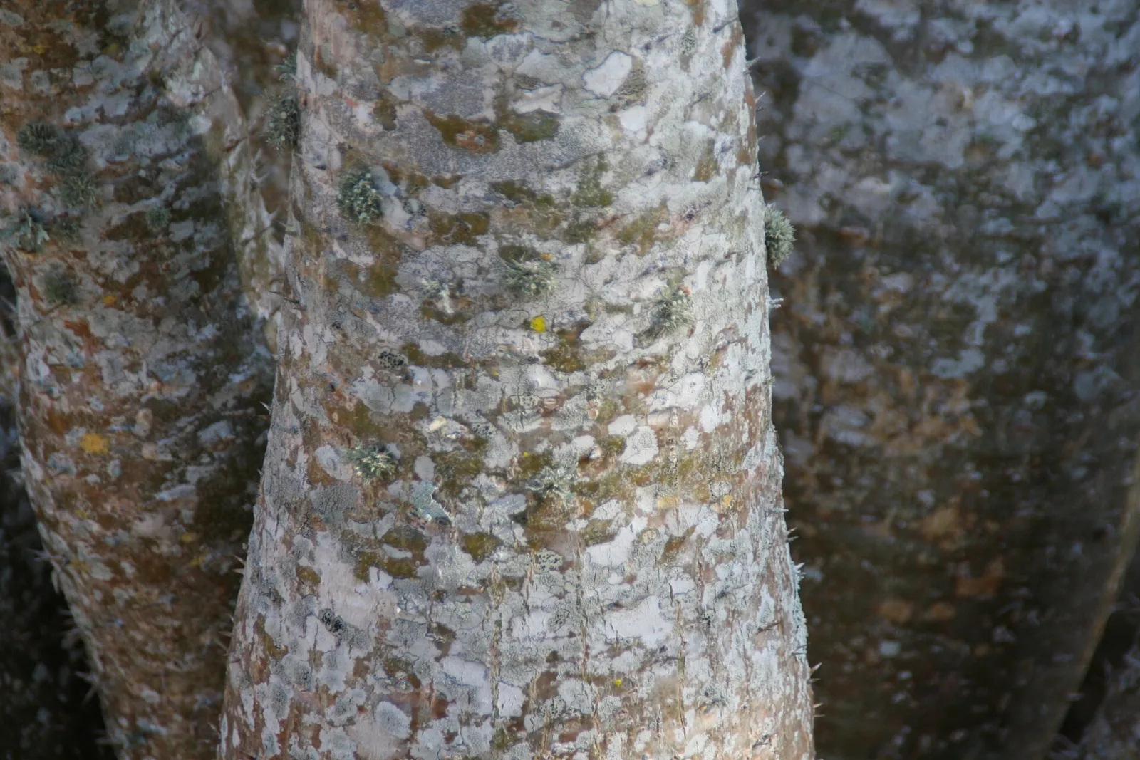 Pachypodium lamerei var. ramosum