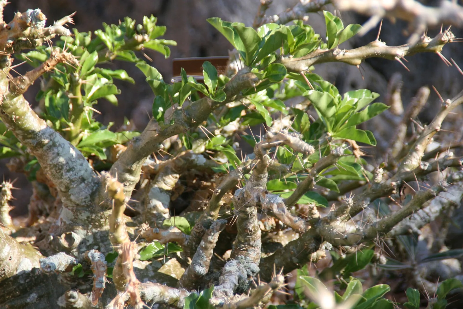 Pachypodium saundersii