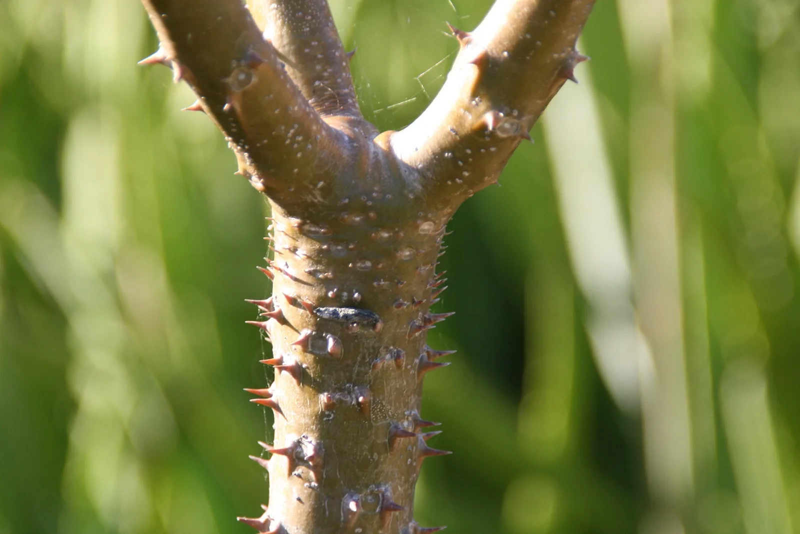 Pachypodium meridionale