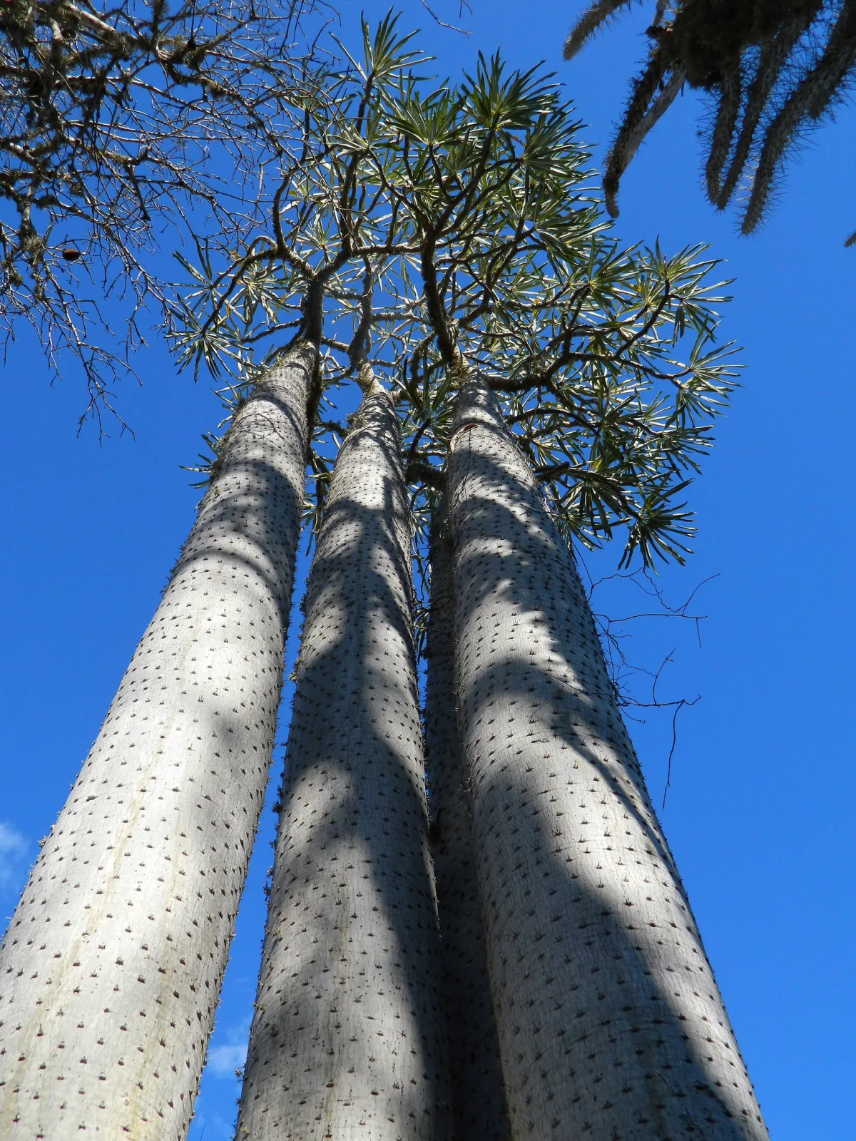 Pachypodium mikea