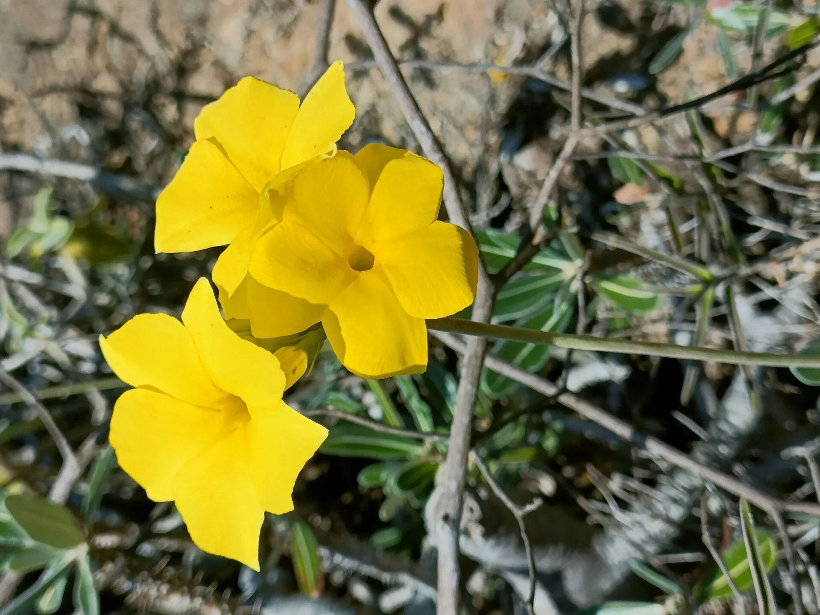Pachypodium cactipes