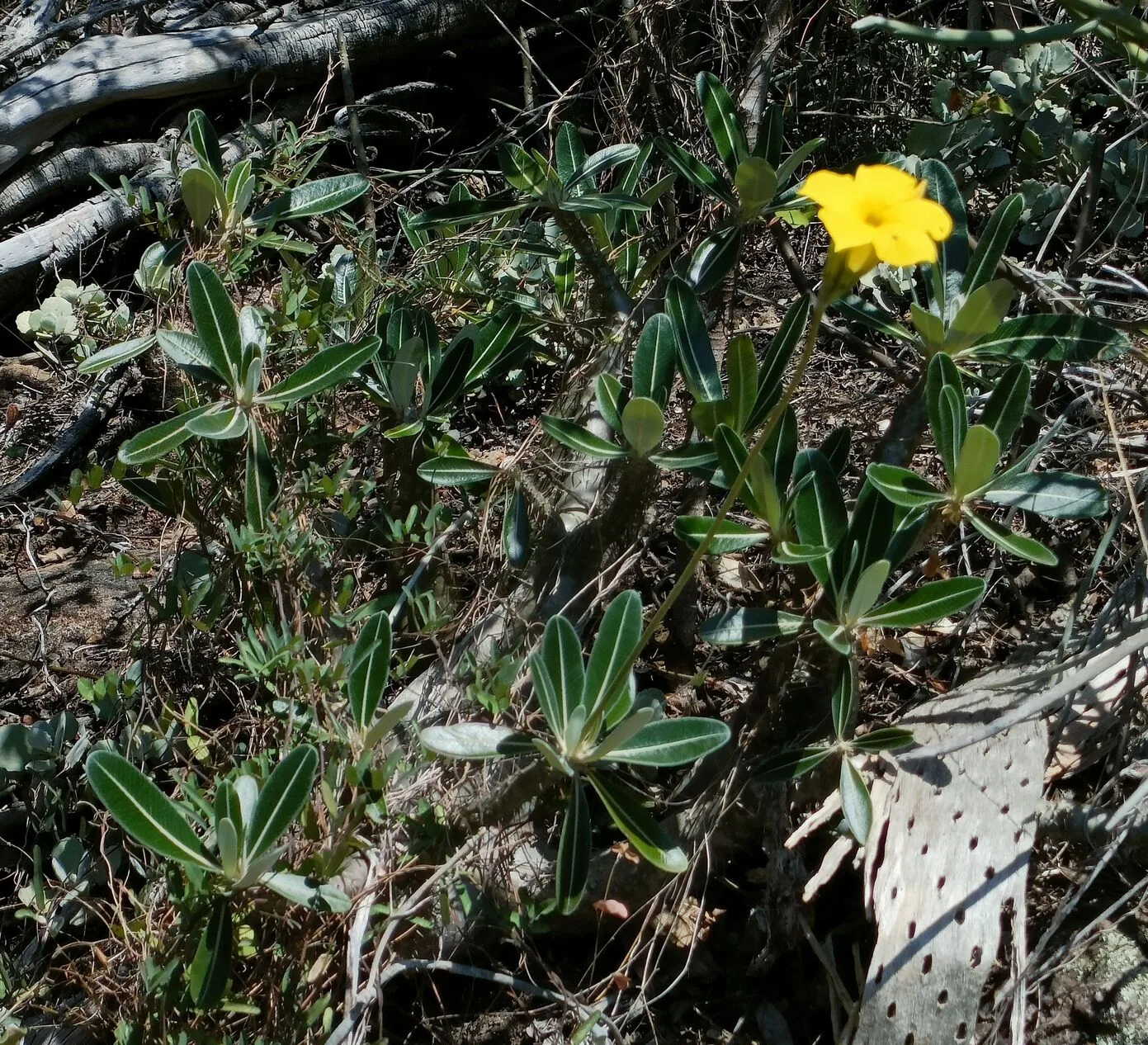 Pachypodium cactipes