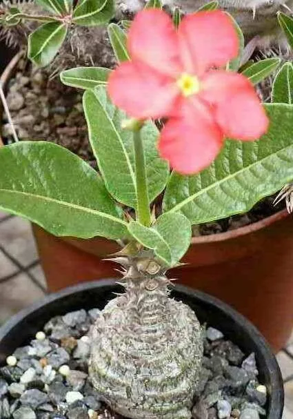 Pachypodium windsorii
