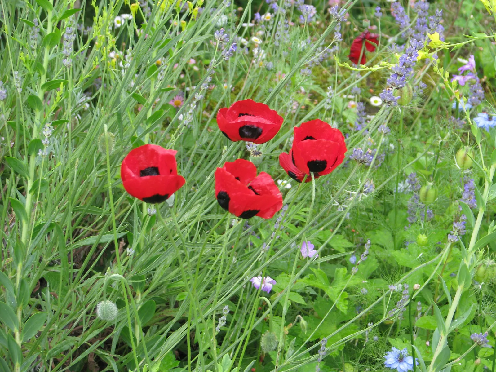 Papaver commutatum Ladybird