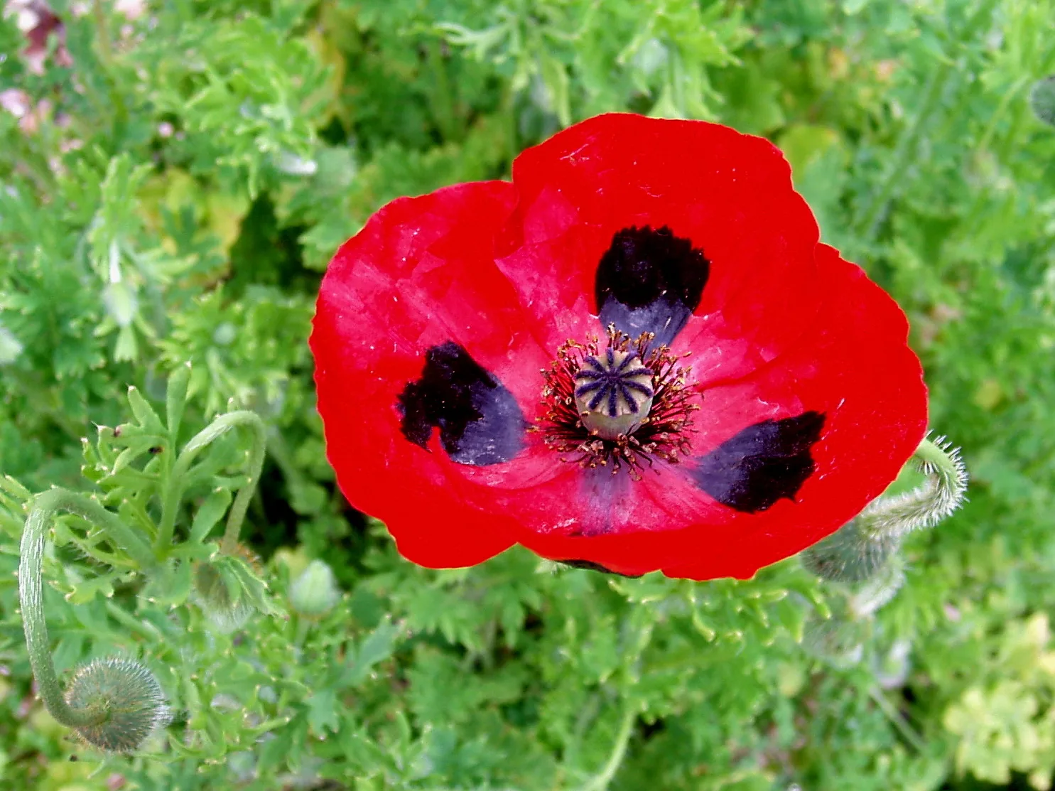 Papaver commutatum Ladybird