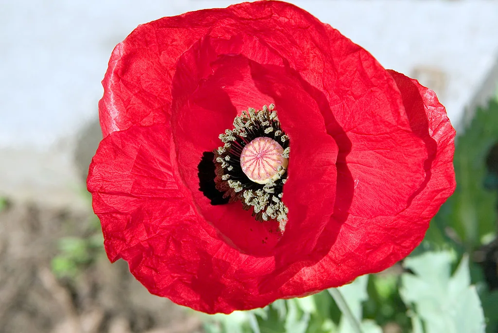 Papaver glaucum Tulip Poppy