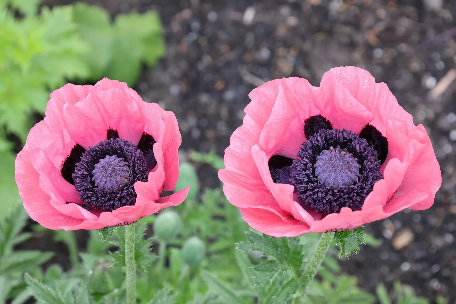 Papaver orientale Pizzicato