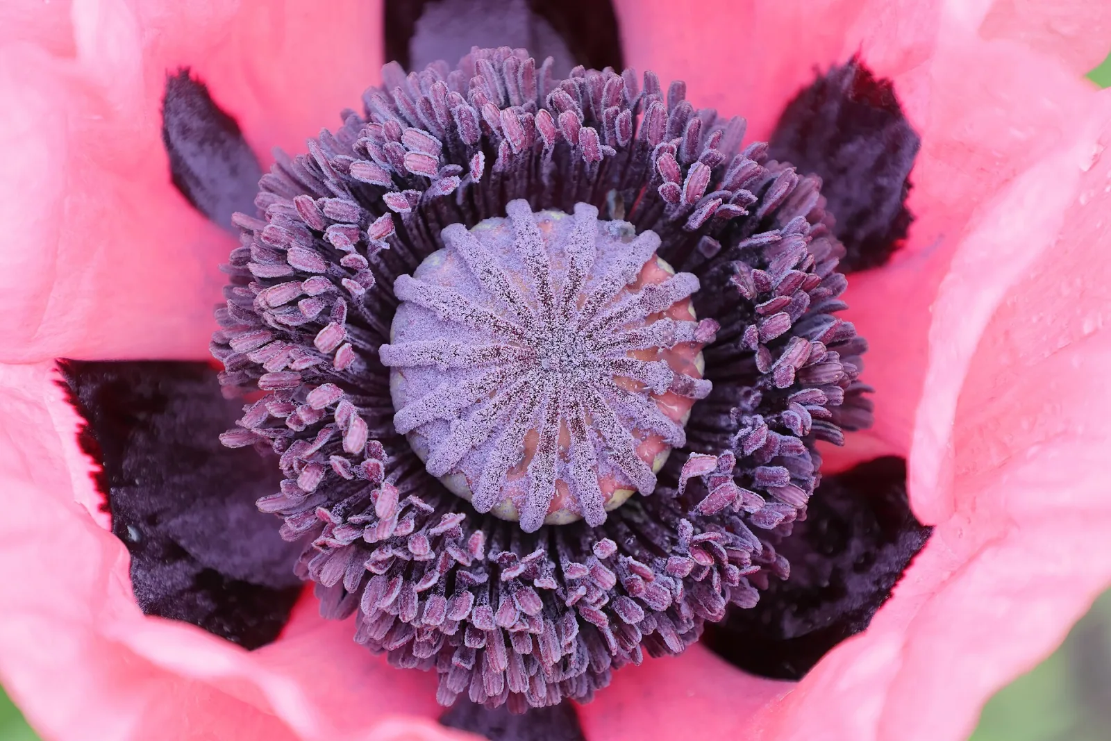 Papaver orientale Pizzicato