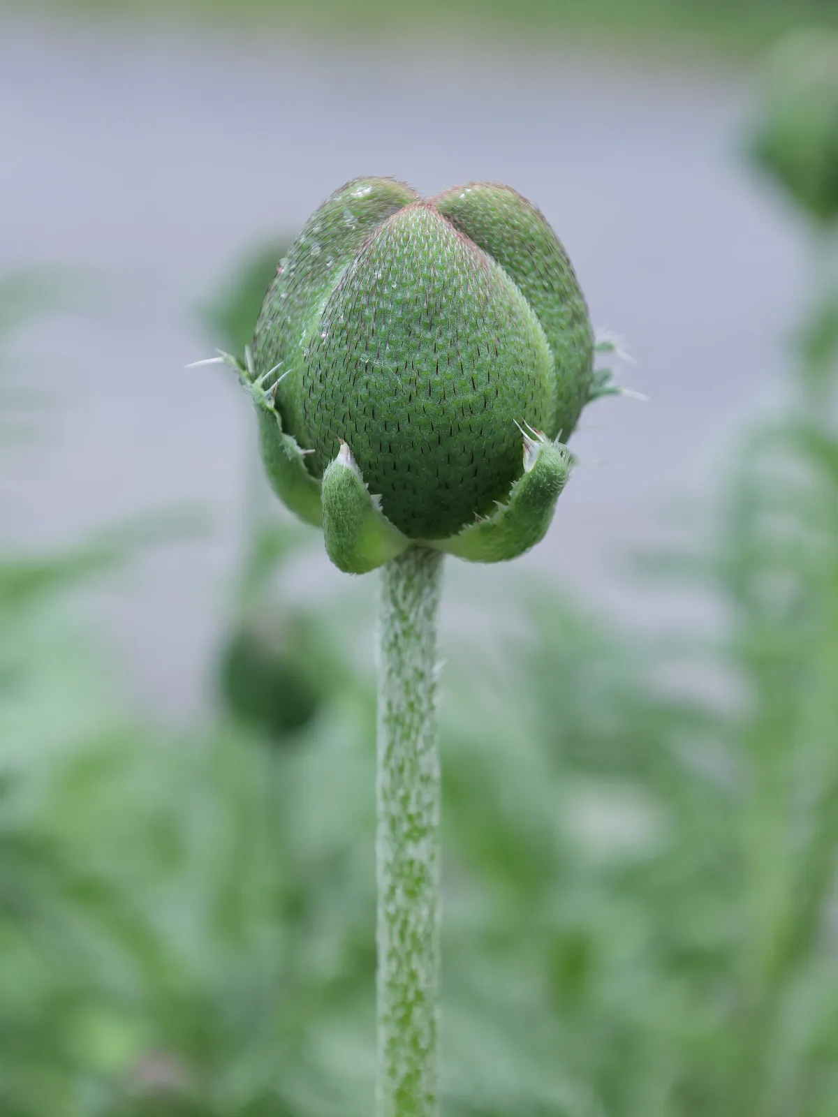 Papaver orientale Pizzicato