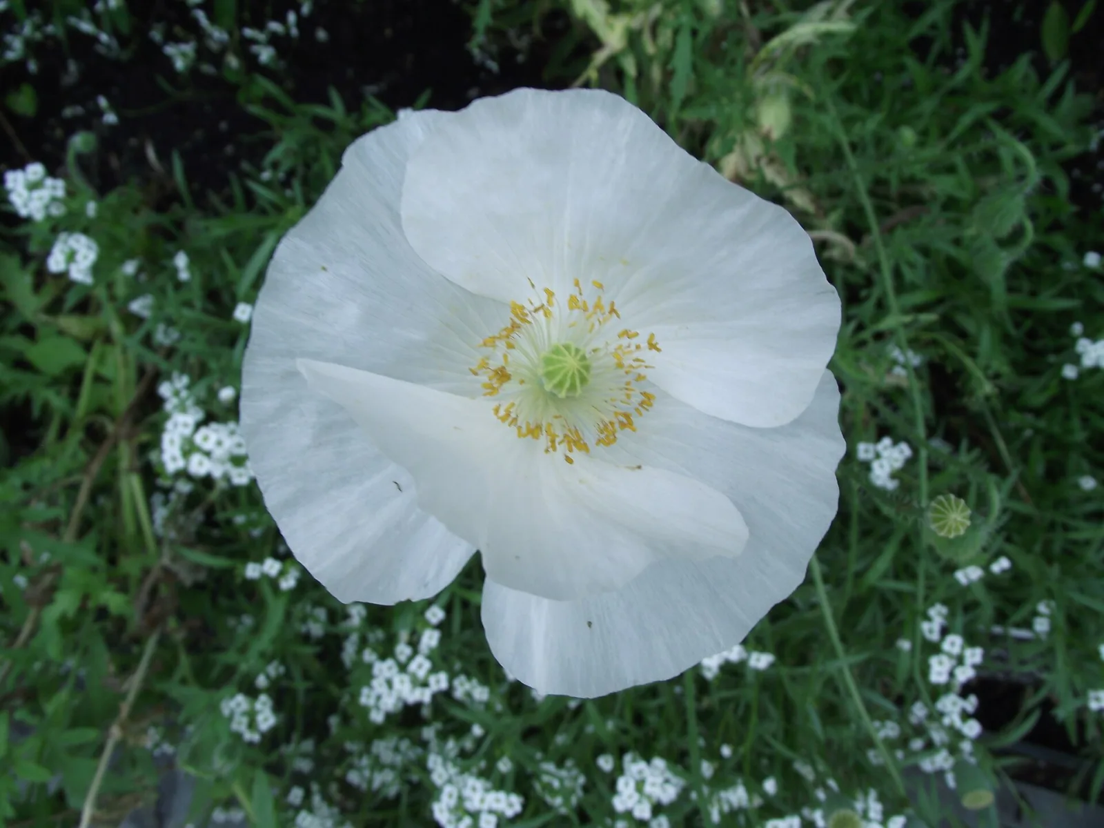 Papaver rhoeas Bridal Silk
