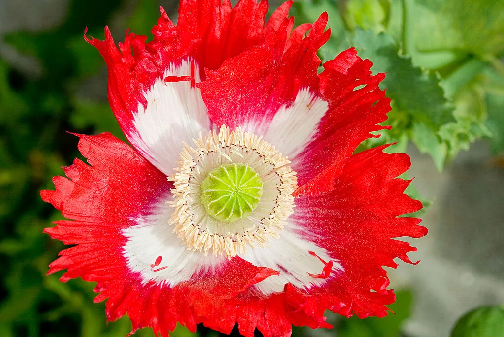 Papaver somniferum Danebrog