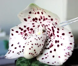 Paphiopedilum bellatulum