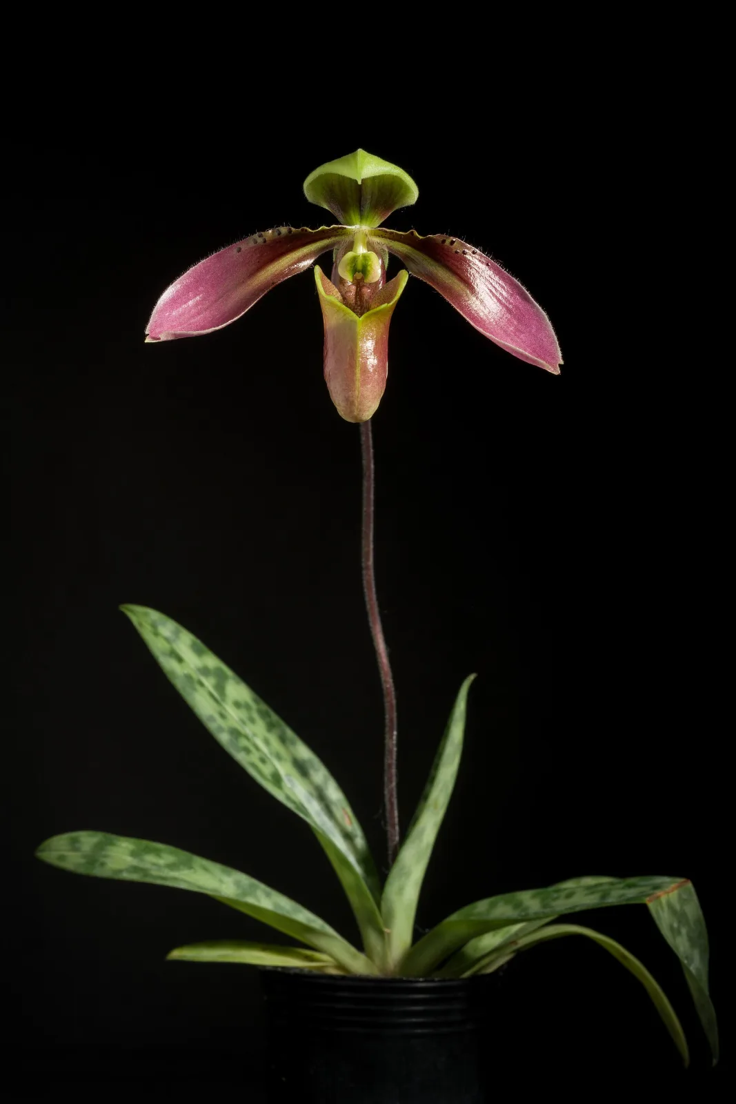 Paphiopedilum appletonianum