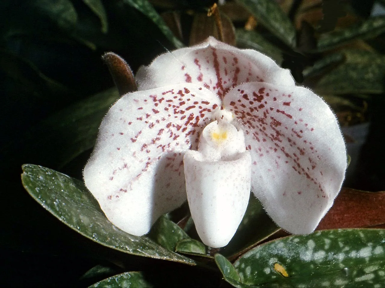 Paphiopedilum bellatulum