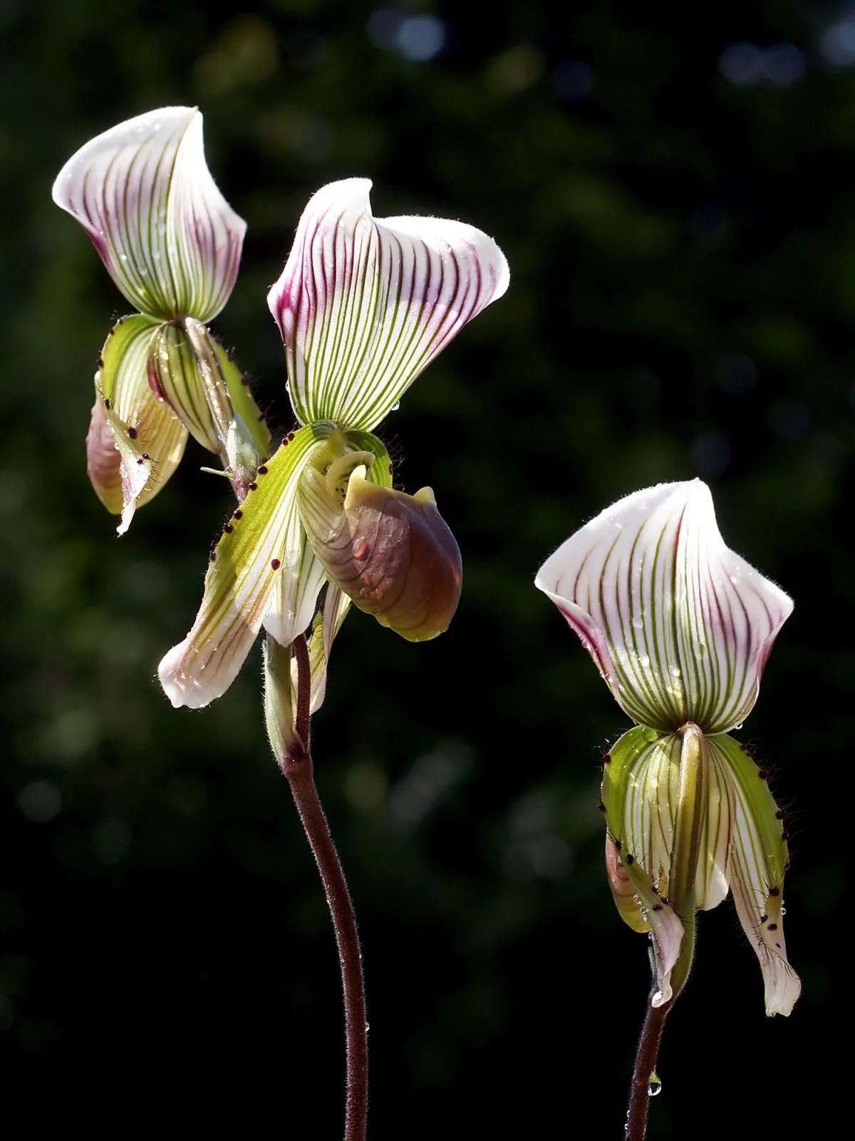 Paphiopedilum callosum
