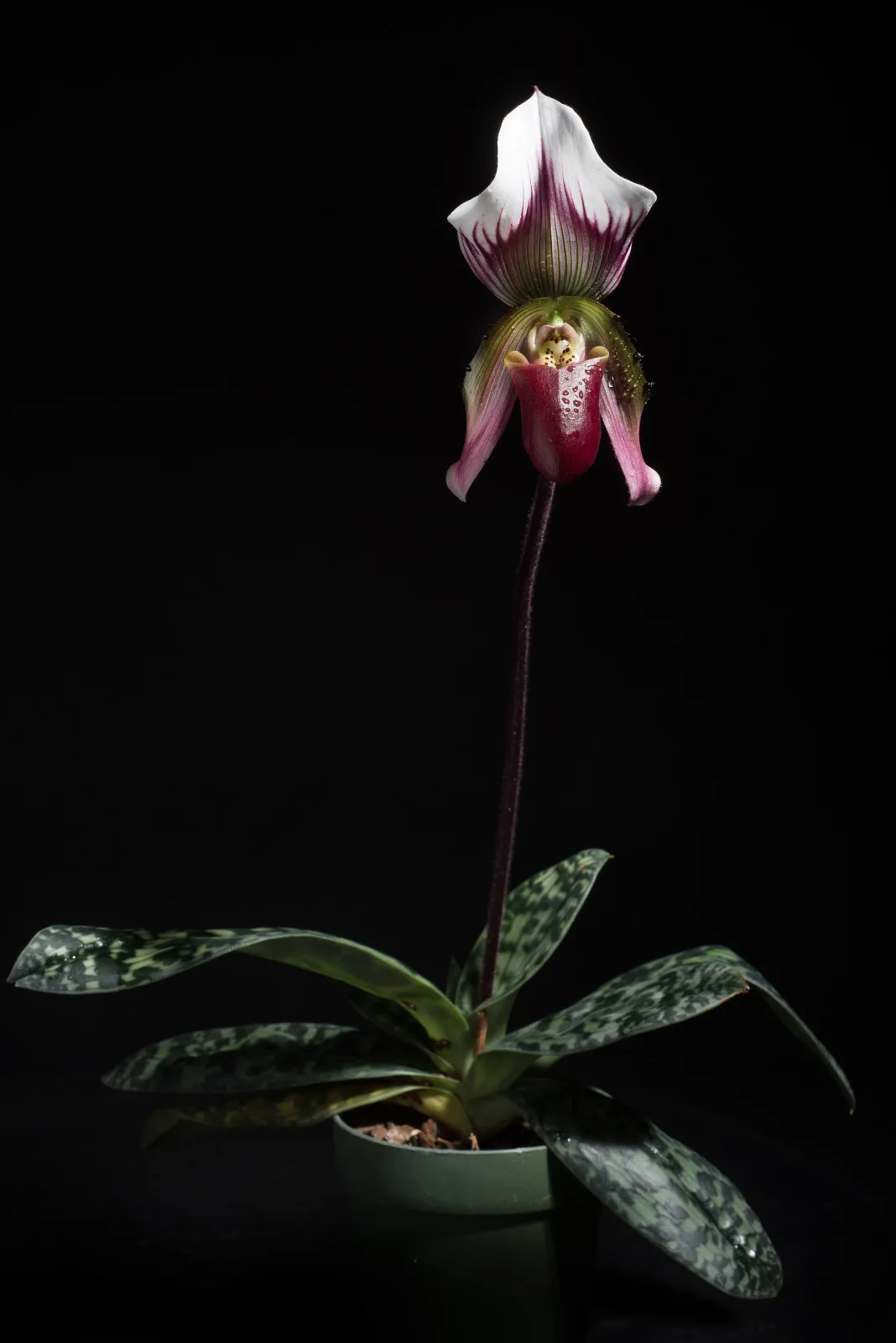 Paphiopedilum callosum