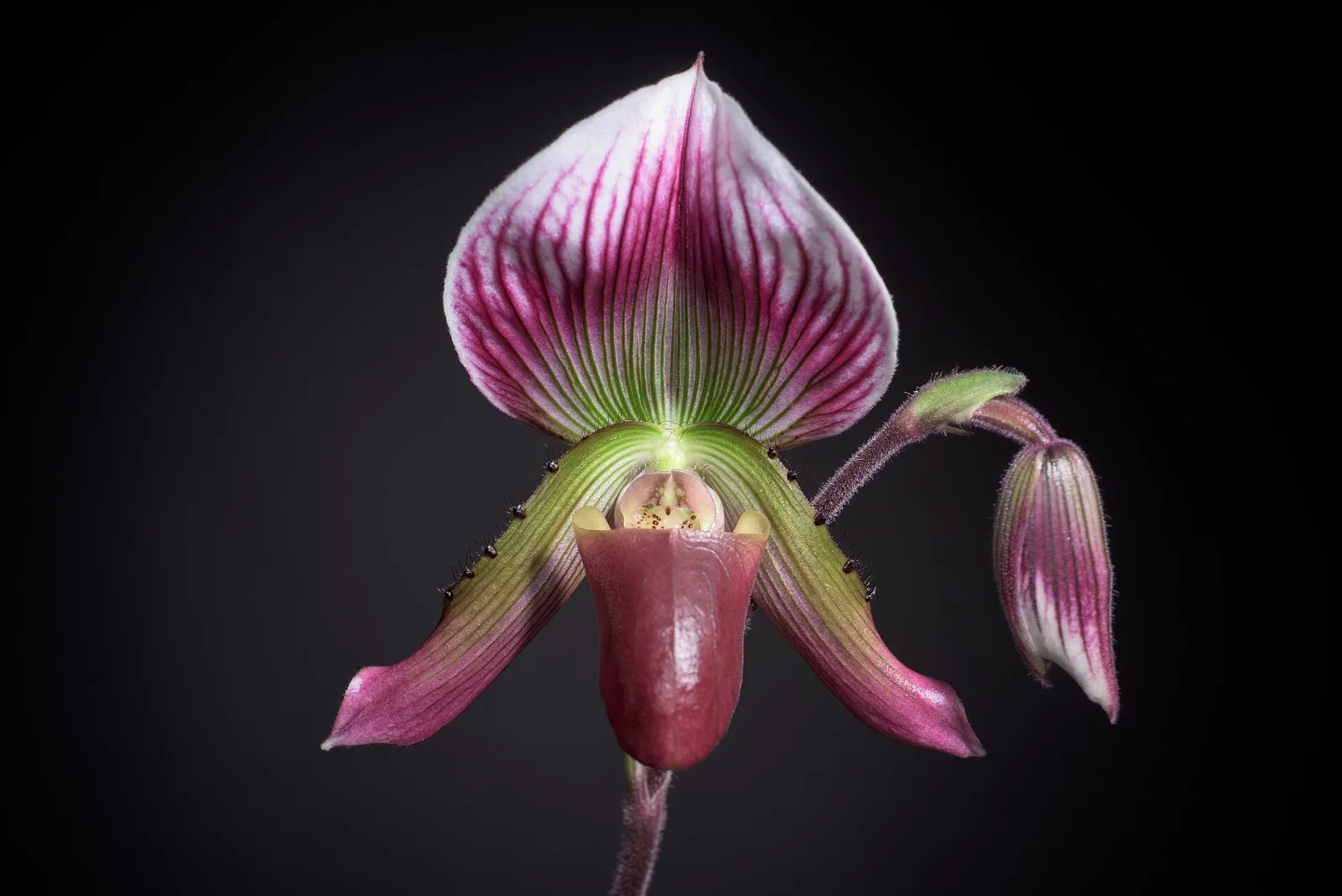 Paphiopedilum callosum
