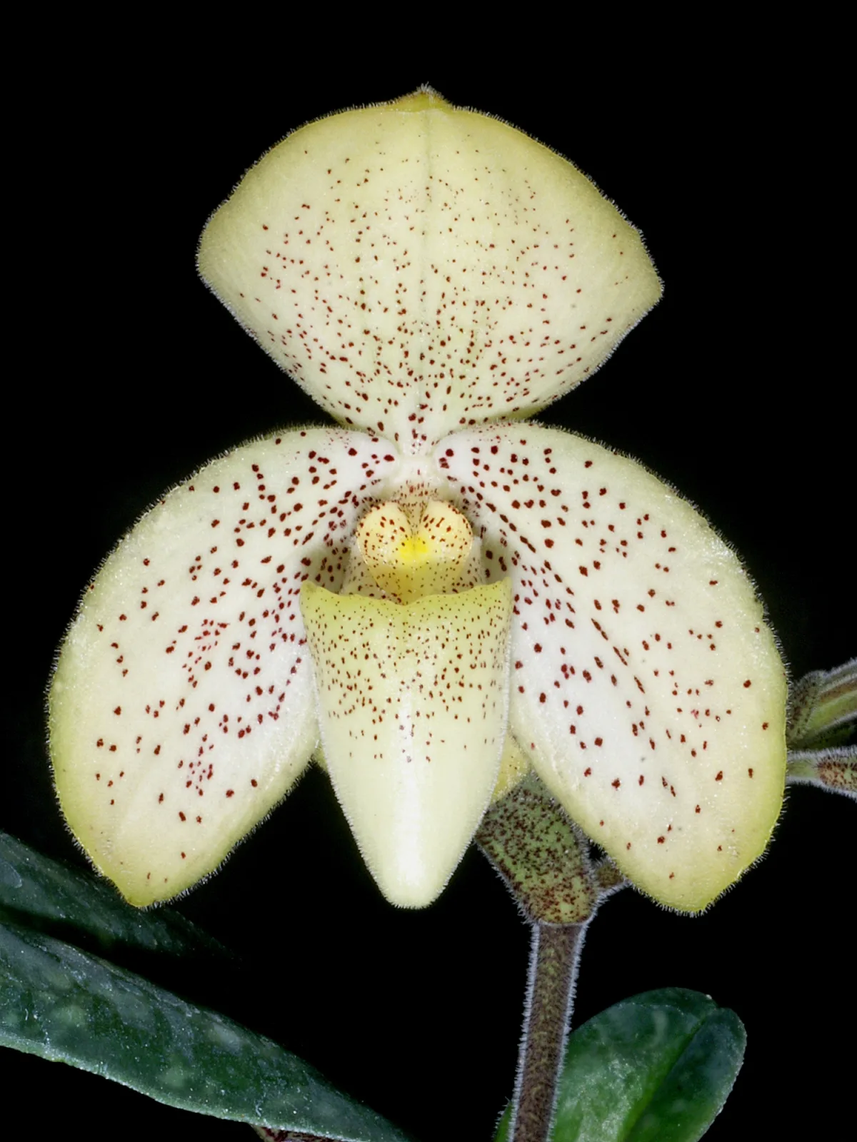 Paphiopedilum concolor