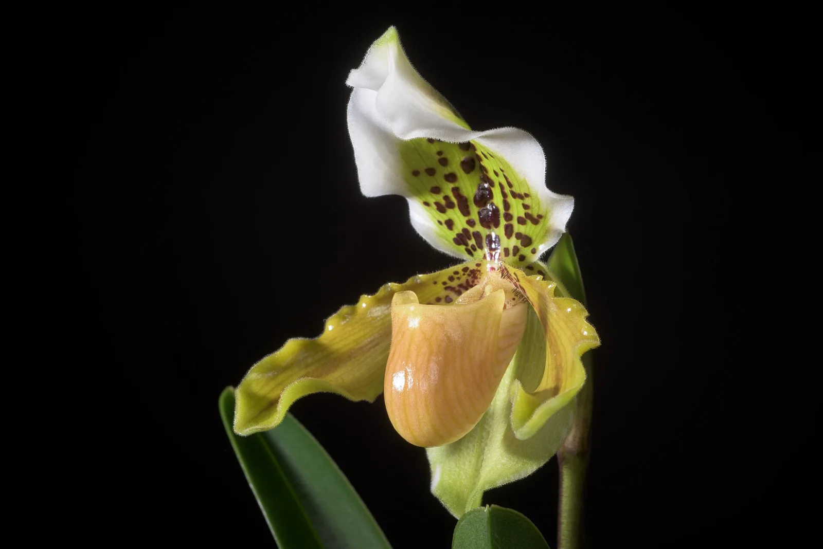 Paphiopedilum exul