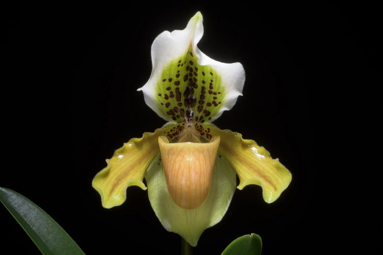 Paphiopedilum exul